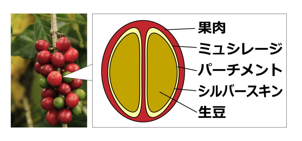 コーヒー豆の構造